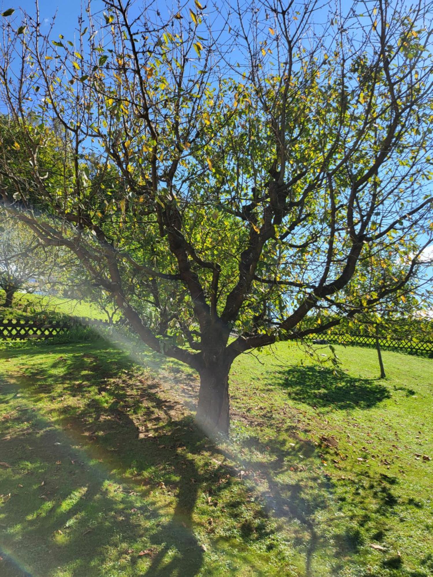 Ferienhaus Zangl Am Seggauberg - Suedsteiermark ライプニッツ エクステリア 写真