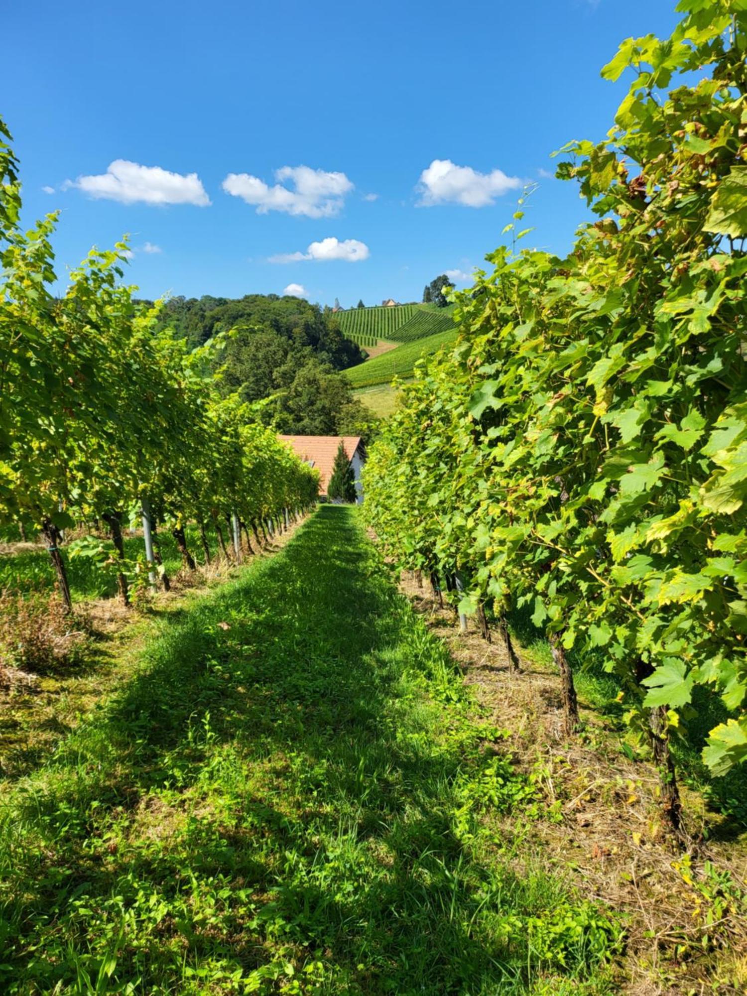 Ferienhaus Zangl Am Seggauberg - Suedsteiermark ライプニッツ エクステリア 写真